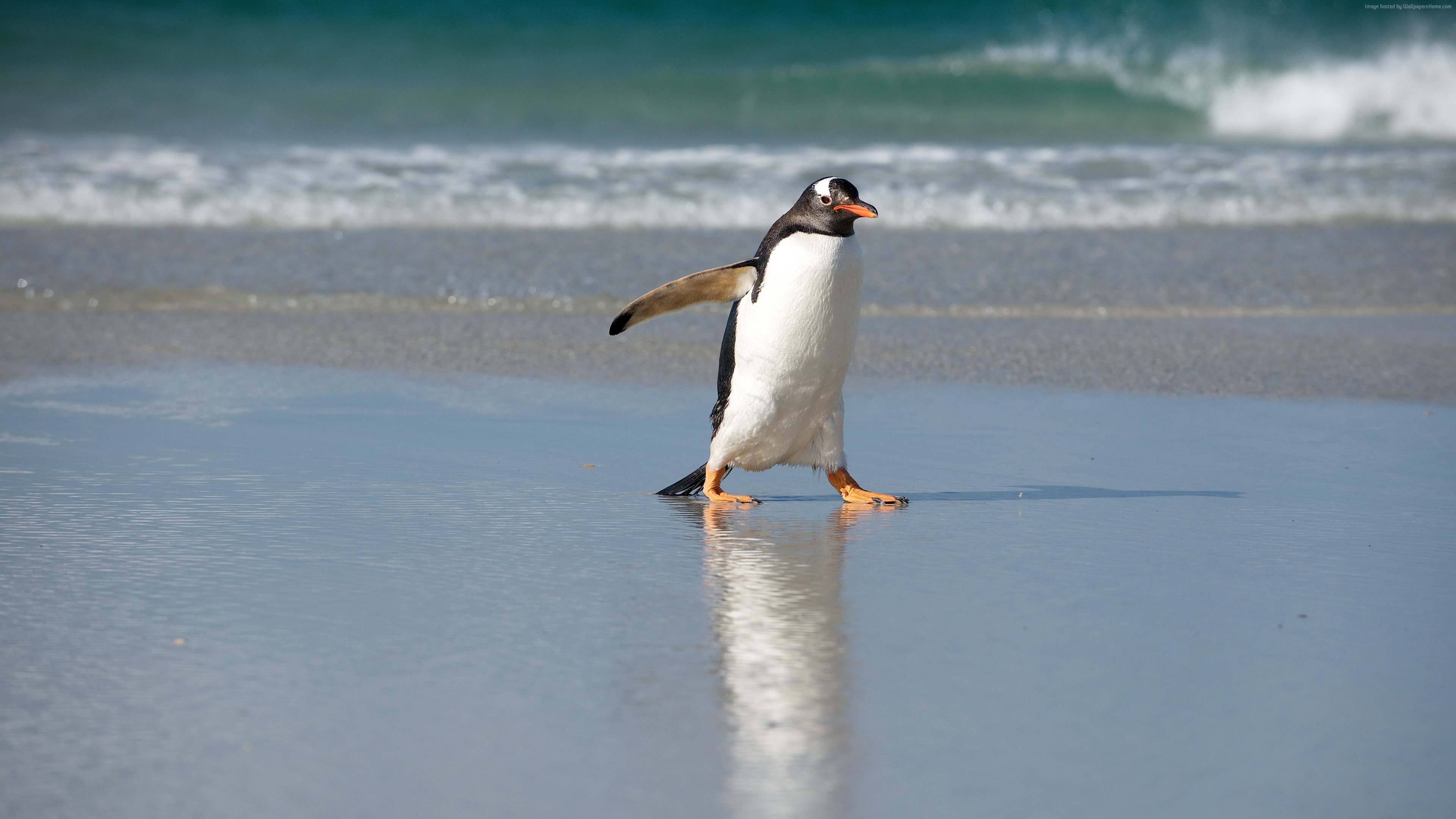 Wallpaper Pinguin, shore, sea, ocean, cute animals, Animals